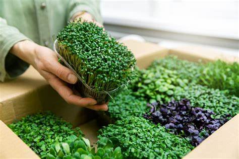Mighty Microgreens: Unveiling the Health Wonders of Tiny Greens