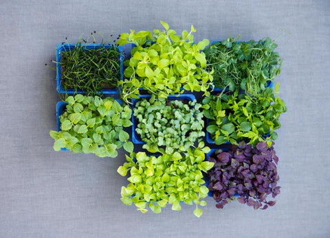 Small But Mighty -Microgreens